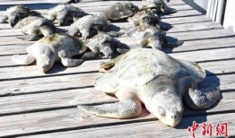 大瓜吃海龟,一场惊心动魄的生态冒险