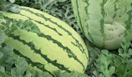 粗瓜怎么吃视频,跟随视频学习创意烹饪技巧