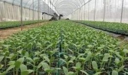 淡然吃瓜后续,揭秘娱乐圈背后的真相与温情