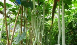 印度大妈教你吃蛇瓜,蛇瓜的独特风味与养生之道