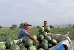 天天嚷着吃瓜,揭秘那些天天嚷着吃瓜的幕后故事