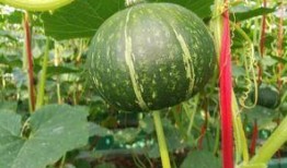 大v公知吃瓜,揭秘大V公知吃瓜背后的真相与争议