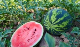 沁沁吃瓜吧,揭秘娱乐圈幕后故事