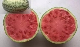 吃瓜放籽,揭秘吃瓜放籽的奇妙之旅