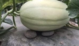 旁边的吃瓜,揭秘娱乐圈最新热点事件