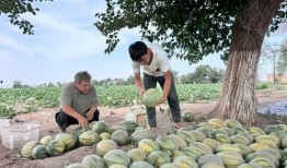 凉山昭觉吃瓜,瓜果飘香，品味田园生活