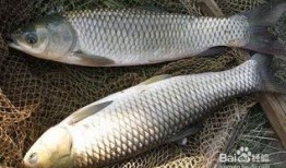 草鱼吃茭瓜吗,探究草鱼是否喜食茭瓜的奥秘