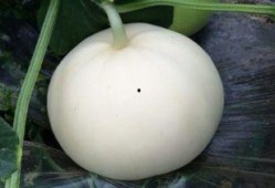 吃梨瓜打嗝