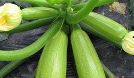 每天 都在 吃大瓜,揭秘娱乐圈新鲜事