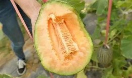 吃瓜最爱哈密瓜,揭秘哈密瓜的甜蜜诱惑
