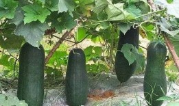 秋天吃瓜优点,养生又解暑——秋季吃瓜的五大优点