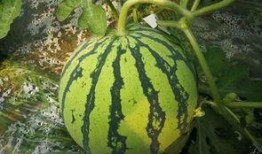 1.2 万吃瓜,揭秘网络热点的背后真相