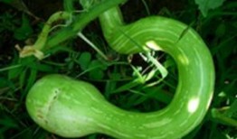 蛇瓜吃货,吃货眼中的独特风味之旅