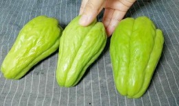 怀孕可以吃佛手瓜,佛手瓜助力母婴健康