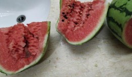 新疆咬着吃的瓜,咬着吃的甜蜜记忆