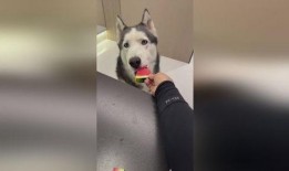 吃瓜吃的小狗视频,小狗的欢乐食趣时光