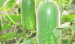 吃瓜用户ZKY,揭秘娱乐圈那些不为人知的幕后故事