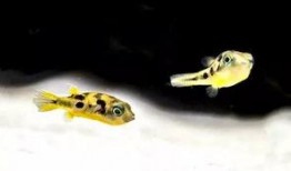 小萌鱼吃瓜,揭秘海洋中的趣味故事