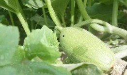 新疆咬着吃的瓜,咬着吃的甜蜜记忆