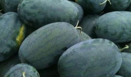 瓜吃不停,揭秘娱乐圈的甜蜜诱惑与麻辣冲突