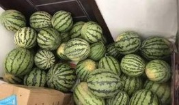 吃瓜群8246,一场全民参与的娱乐盛宴