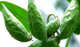 吃雄瓜的好处,揭秘吃雄瓜的五大健康优势