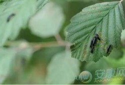 梦见吃瓜吃蛆,瓜中寻蛆，揭秘潜意识中的心理寓言