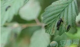 梦见吃瓜吃蛆,瓜中寻蛆，揭秘潜意识中的心理寓言