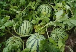 脆瓜主蔓留几个瓜可以吃,合理留瓜数量，丰收在望