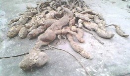 挖佛手瓜根吃,挖佛手瓜根的独特风味