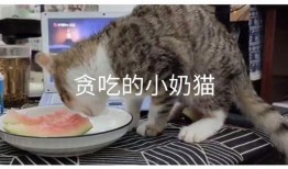 吃瓜小奶猫,揭秘宠物界的“八卦达人”