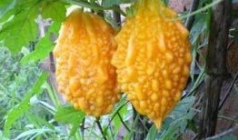 赖瓜怎么吃的,解锁美味新体验