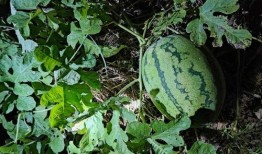 有没有吃瓜的,吃瓜群众视角下的社会百态