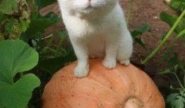 猫狗情侣吃瓜,共享欢乐时光