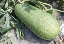 夏吃瓜都有哪些