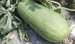 夏吃瓜都有哪些