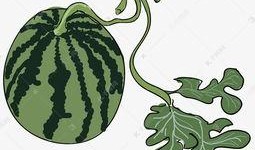 大瓜吃瓜素材图片高清,高清素材里的娱乐圈风云录