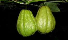 吃的佛手瓜和观赏佛手瓜,佛手瓜的美食与观赏双重魅力