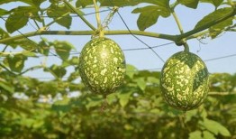 吃中药可以吃吊瓜吗,安全搭配指南