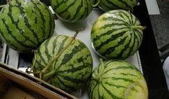 西安学校吃瓜,揭秘校园里的那些“热辣”话题