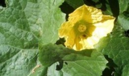 瓜的叶子可以吃,叶中珍馐的绿色诱惑