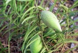 瓢瓜怎么吃减肥