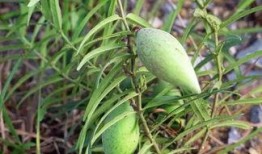 瓢瓜怎么吃减肥