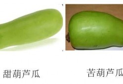 瓜有苦味可以吃吗