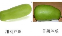 瓜有苦味可以吃吗