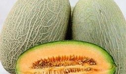 胖妈吃哈密瓜,胖妈的哈密瓜美食之旅