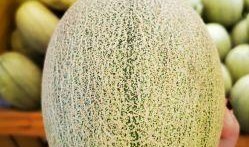 星言蜜瓜怎么吃,解锁夏日清新美味的多重食用指南