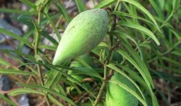 瓢瓜怎么吃减肥