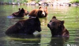 动物看戏吃瓜,看戏背后的趣味与智慧