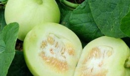 减肥吃的什么瓜,揭秘减肥期间的瓜类美食选择